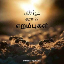 Surah 27 - النَّمْل